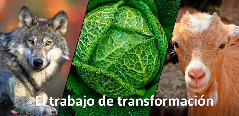 Trabajo Transformacion