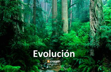 Evolución