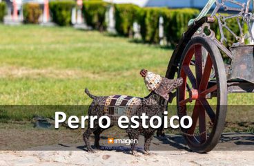 Perro estoico