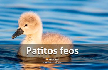 Patitos feos